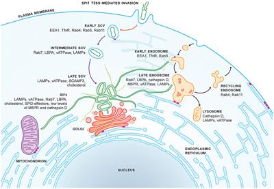 What the SIF Is Happening—The Role of Intracellular Salmonella-Induced Filaments